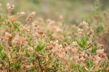 Yaz çimen çayır yakın çekim