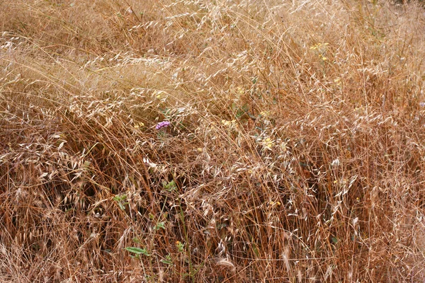 Orejas doradas de avena en el campo. — Foto de Stock