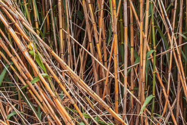 Tallos de bambú marrón — Foto de Stock