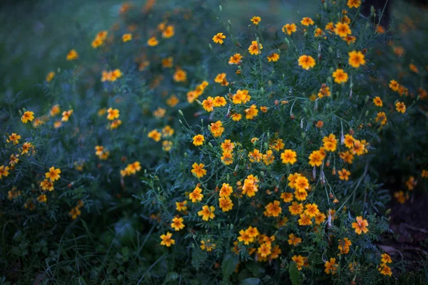 Yellow flowers in the evening after rain — Stock Photo, Image