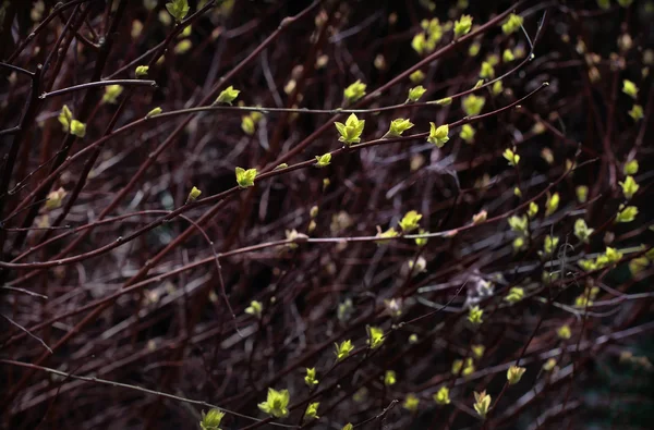 Willow branches with buds blossoming — Stock Photo, Image