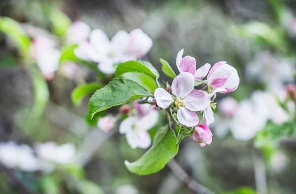 Apple blossoms in spring on green background — Stock Photo, Image