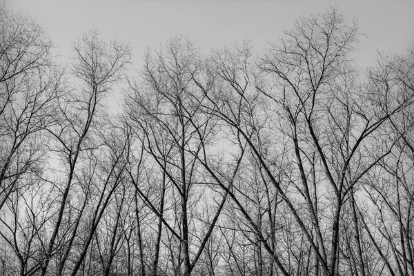 Silhouette of tree branches — Stock Photo, Image