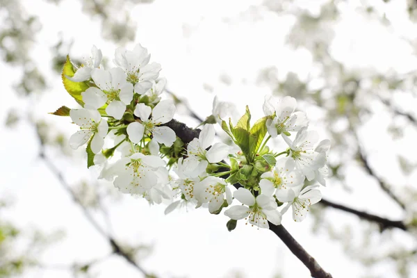 Blooming branch of cherry in the spring closeup — Stock Photo, Image