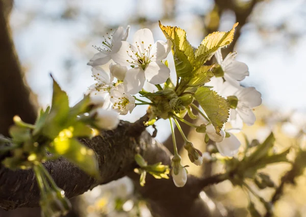 Omena kukkii keväällä vihreällä — kuvapankkivalokuva