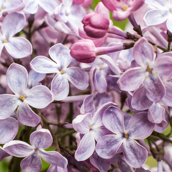 Macro image of spring lilac flowers — Stock Photo, Image