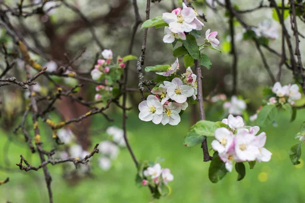 Apple blossoms in spring on green — Stock Photo, Image