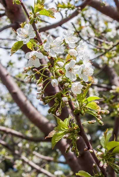 Blooming branch of cherry in the spring closeup — Stock Photo, Image