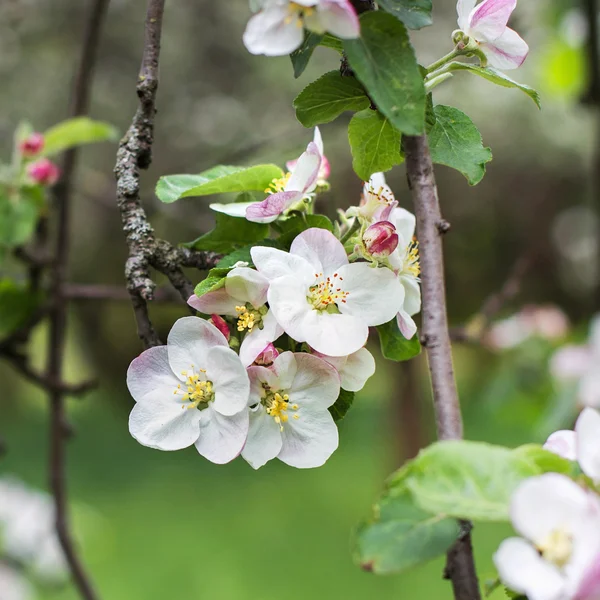 Apfelblüten im Frühling auf Grün — Stockfoto