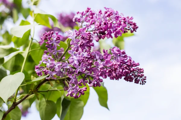 Branch with spring lilac flowers closeup — Stock Photo, Image