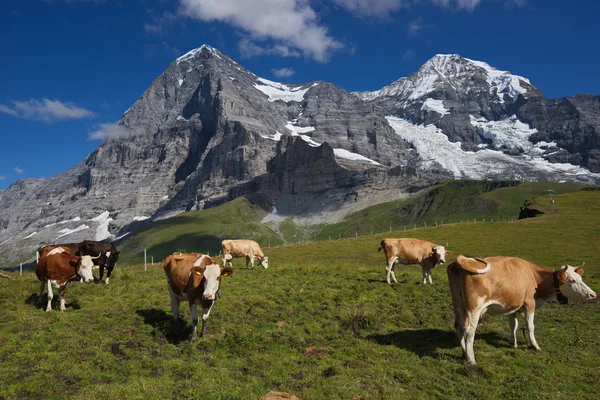 Eiger and Monch Royalty Free Stock Photos