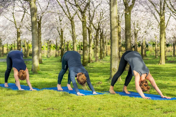 Kvinnor står i en nedåtgående inför hund pose — Stockfoto