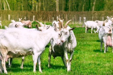 White goats in the countryside clipart