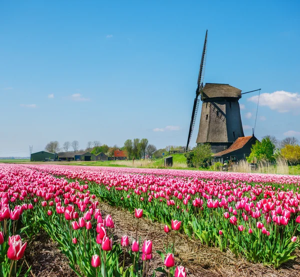 Molino de viento holandés y campo de tulipanes — Foto de Stock