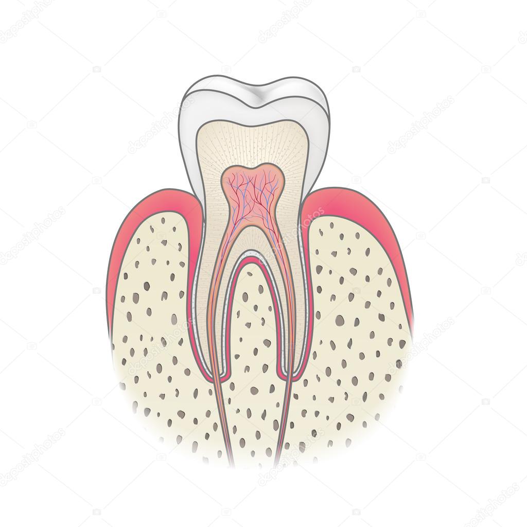 healthy tooth anatomy