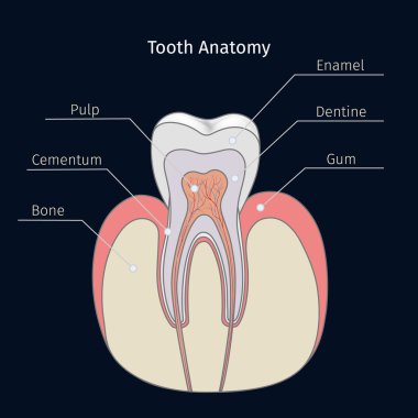 Sağlıklı diş anatomisi