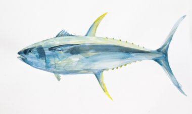 watercolor tuna clipart