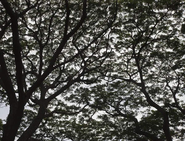 Δέντρα ουρανό — Φωτογραφία Αρχείου