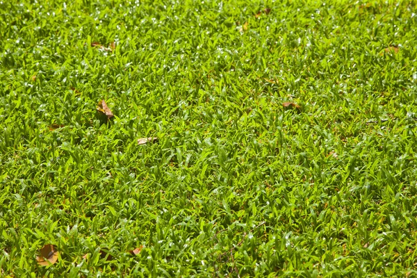 Grass texture — Stock Photo, Image