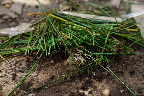 Gebroken Pot Met Bodem Ingeslagen Groene Plant — Stockfoto