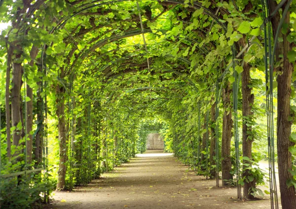 Beautiful tunnel made of trees — Stock Photo, Image