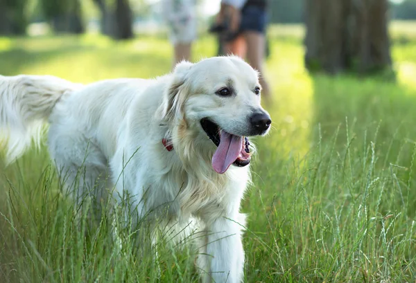 公園でかわいい犬と家族 — ストック写真