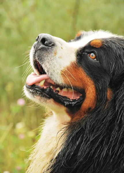 Siyah bir köpek yavrusu portresi — Stok fotoğraf