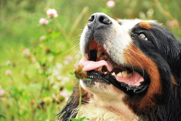 Primo piano ritratto di un cane nero — Foto Stock