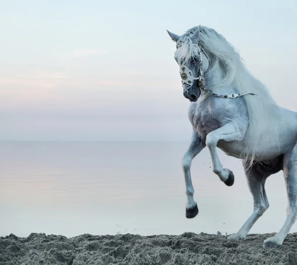 Majestatyczny koń galopujący na plaży Obrazy Stockowe bez tantiem