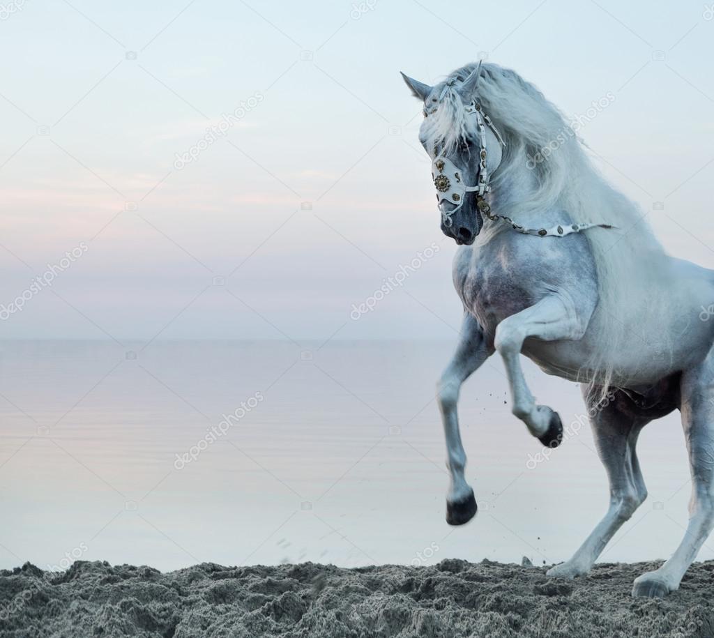 Majestic horse galloping on the beach