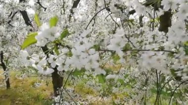 Güzel ve renkli meyve bahçesinde bahar
