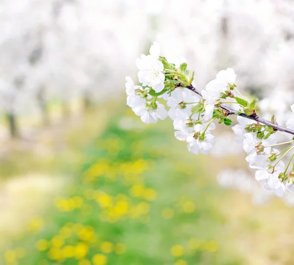 Colorful and fragrant orchard in the spring — Stock Photo, Image