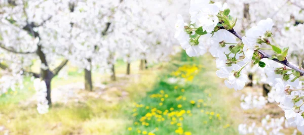 Colorful apple orchard in the county — Stock Photo, Image