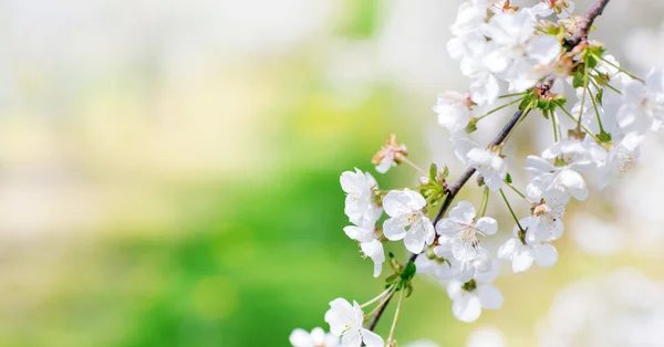 Tiny branch of fresh apple-tree — Stock Photo, Image