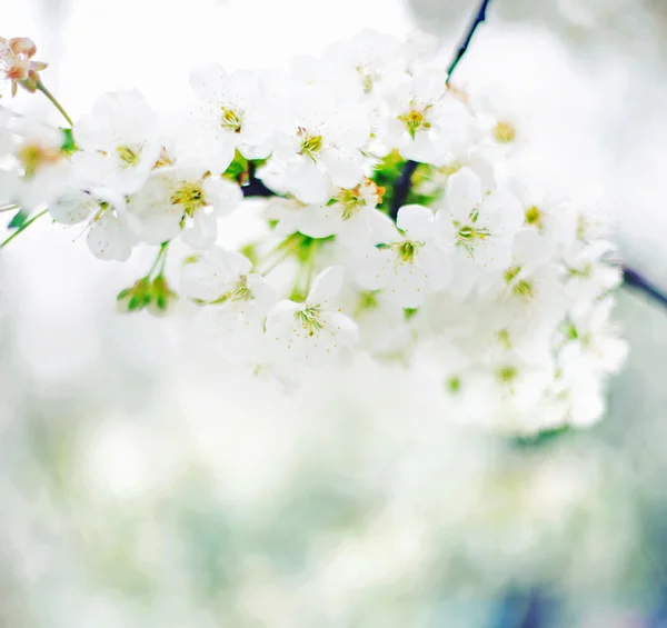 Focus on the branch of an apple tree — Stock Photo, Image