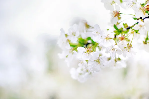 Beautiful fresh branch of apple tree — Stock Photo, Image