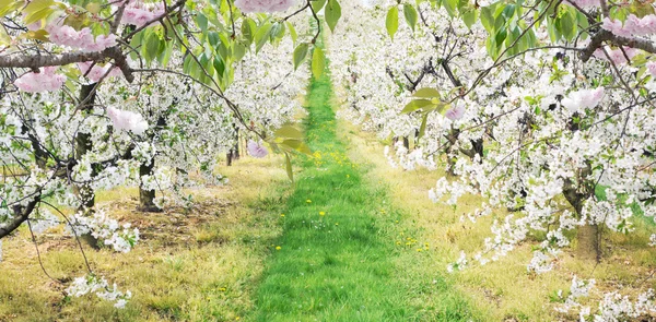 Gränden av maskrosor i apple orchard — Stockfoto