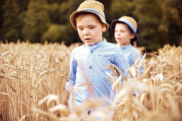 Zwei kleine Brüder spazieren zwischen Getreide — Stockfoto