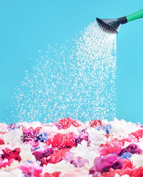 Bild presentera vattna de färgglada blommorna — Stockfoto