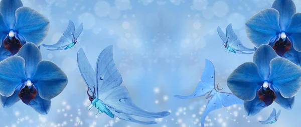 blue butterfly and blue orchid on blue background