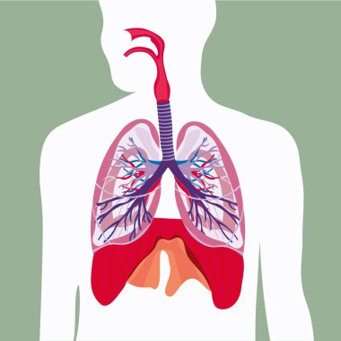 Respiratory system lungs vector human body illustration clipart