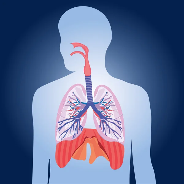 Drogi oddechowe płuc wektor ludzkie ciało ilustracja — Wektor stockowy