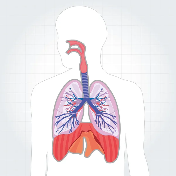 Respiratory system longen vector illustratie van het menselijk lichaam — Stockvector