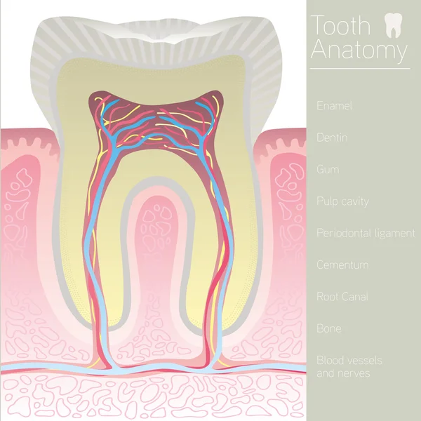 Anatomia medica dei denti con parole — Vettoriale Stock