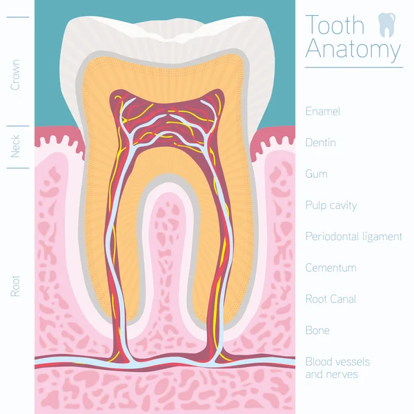 Anatomia medica dei denti con parole — Vettoriale Stock