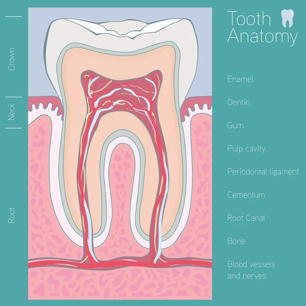 Anatomia medica dei denti con parole — Vettoriale Stock