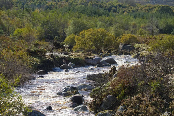 Divoká řeka a lesy, hrabství Wicklow, Irsko — Stock fotografie