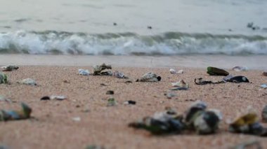 Deniz sahilinde sörf