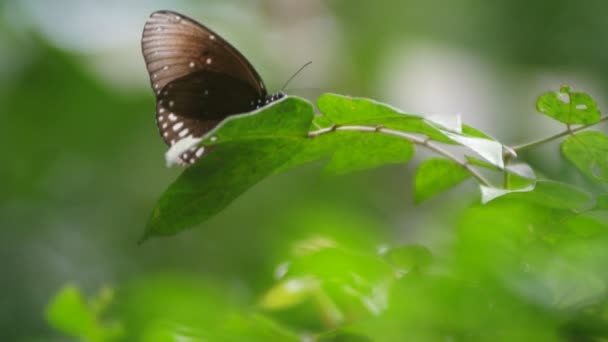Papillon sur feuille verte au jardin — Video