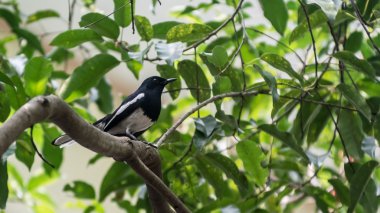 oryantal saksağan robin